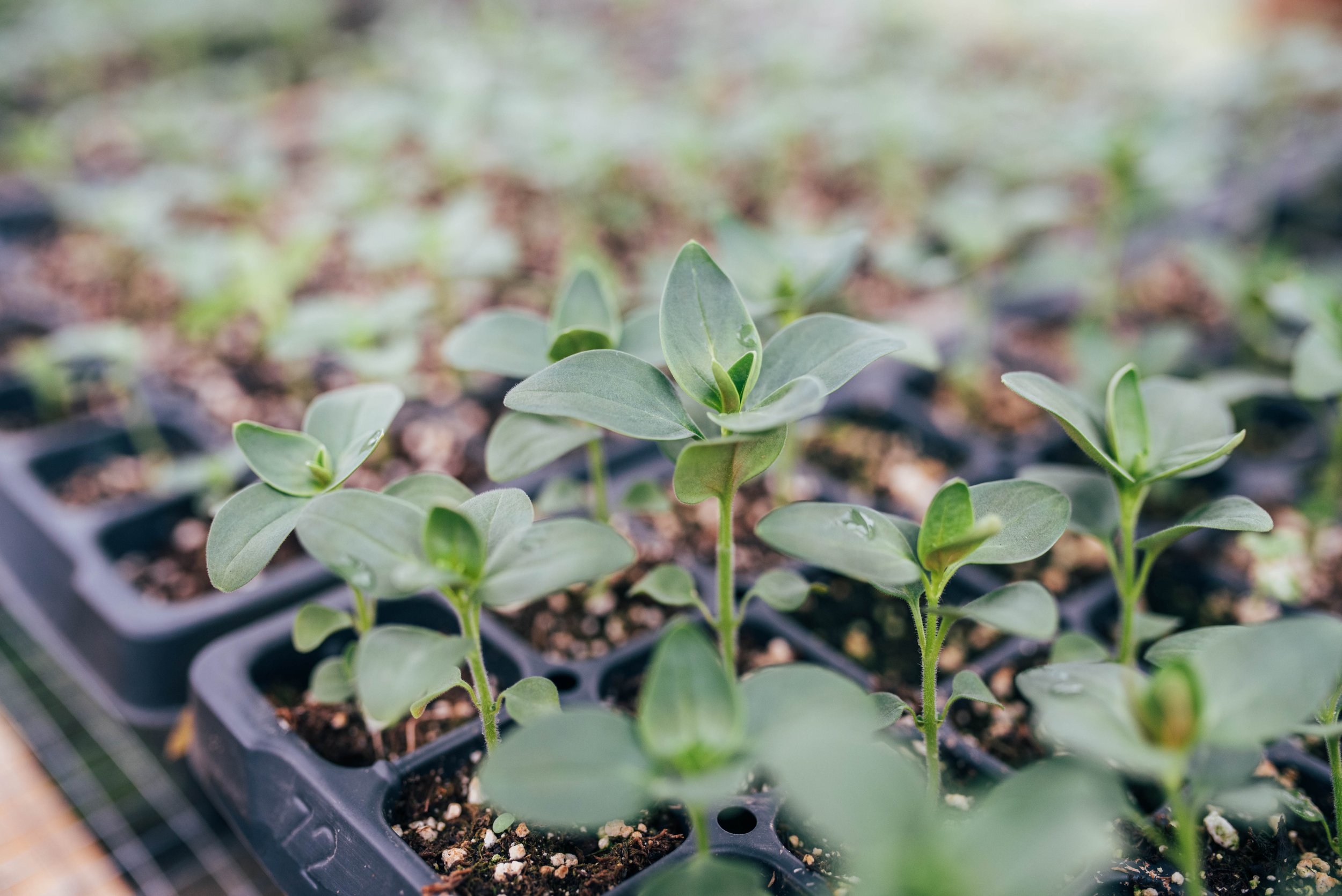 Sowing Change - What Works in Agriculture